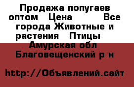 Продажа попугаев оптом › Цена ­ 500 - Все города Животные и растения » Птицы   . Амурская обл.,Благовещенский р-н